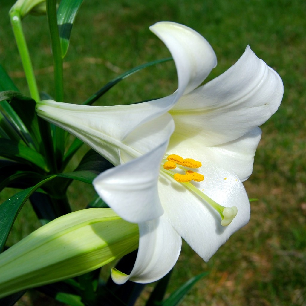 Toxic House Plants - Easter Lily