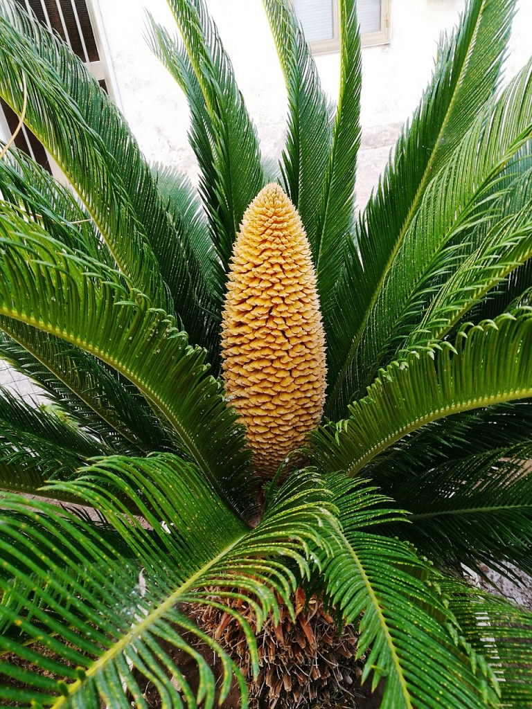 Toxic House Plants - Sago Palm