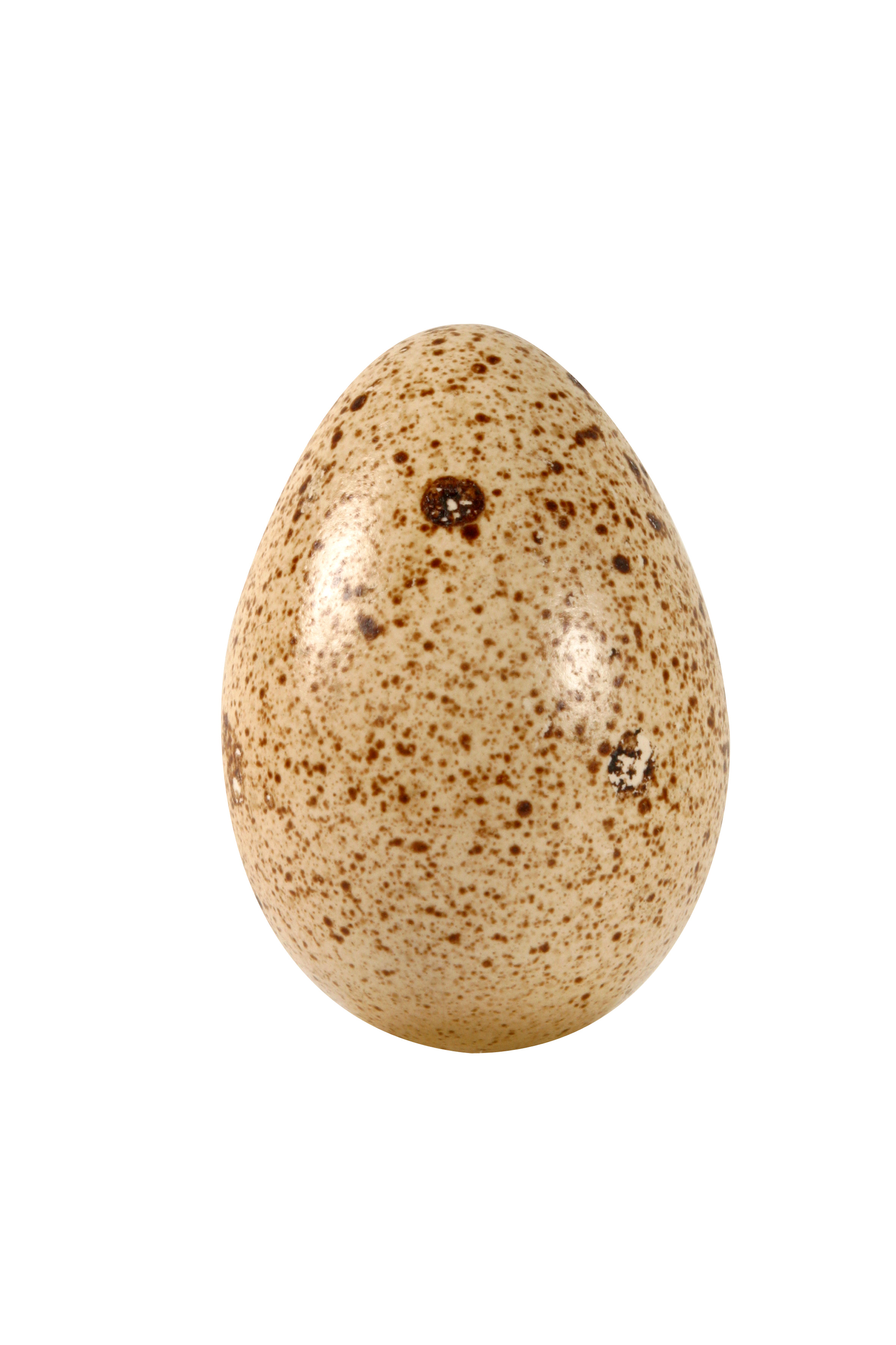spotted-egg