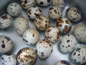 Boil Quail Eggs - A Quick How To - Tips, Recipes and Sanity for Moms