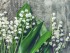 Toxic House Plants - Lily of the Valley