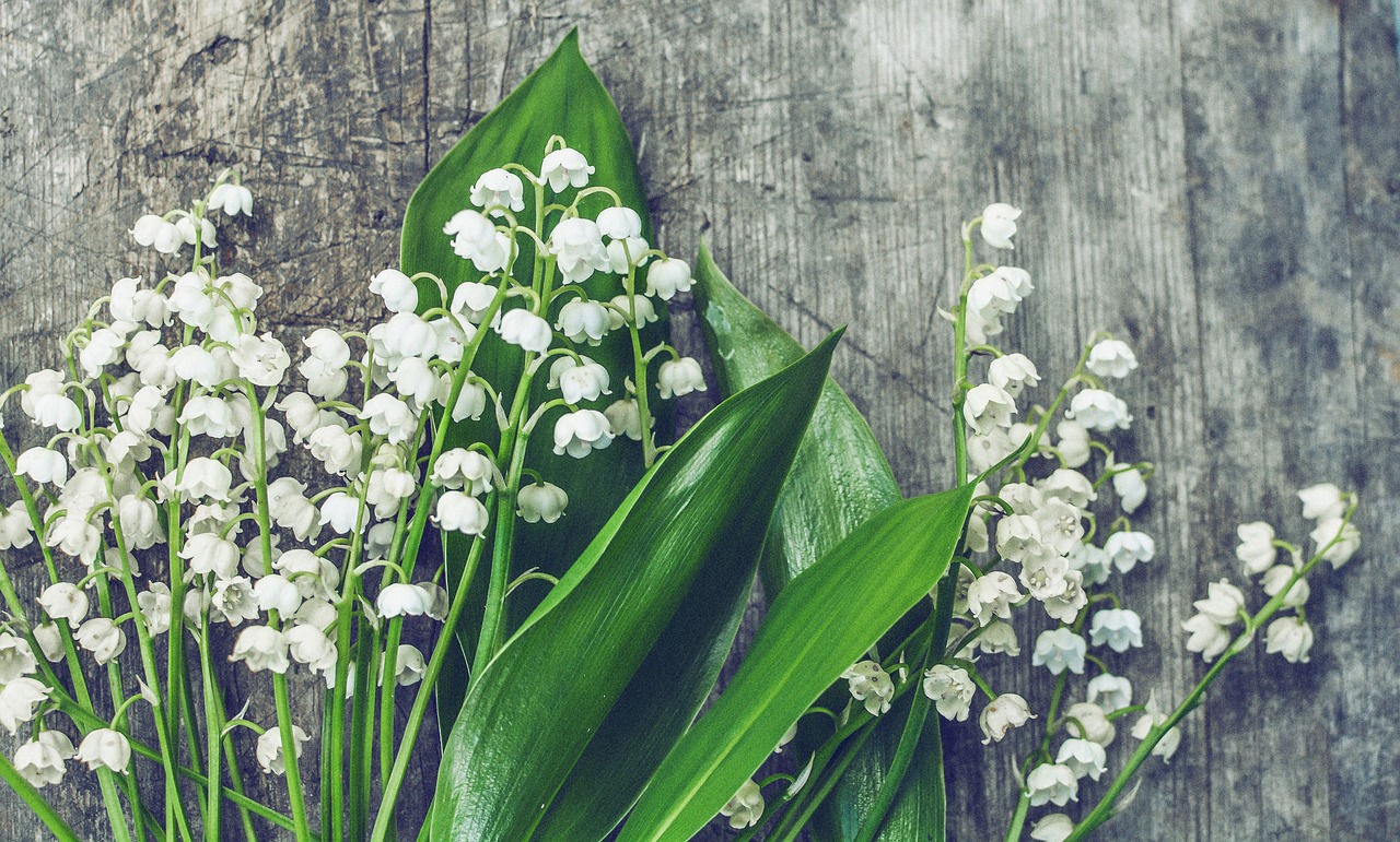 Toxic House Plants – Lily of the Valley